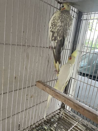Breeder pair