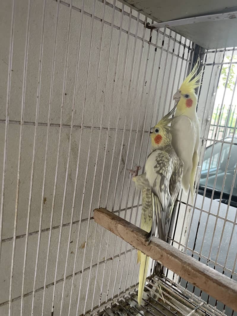 Breeder pair 1