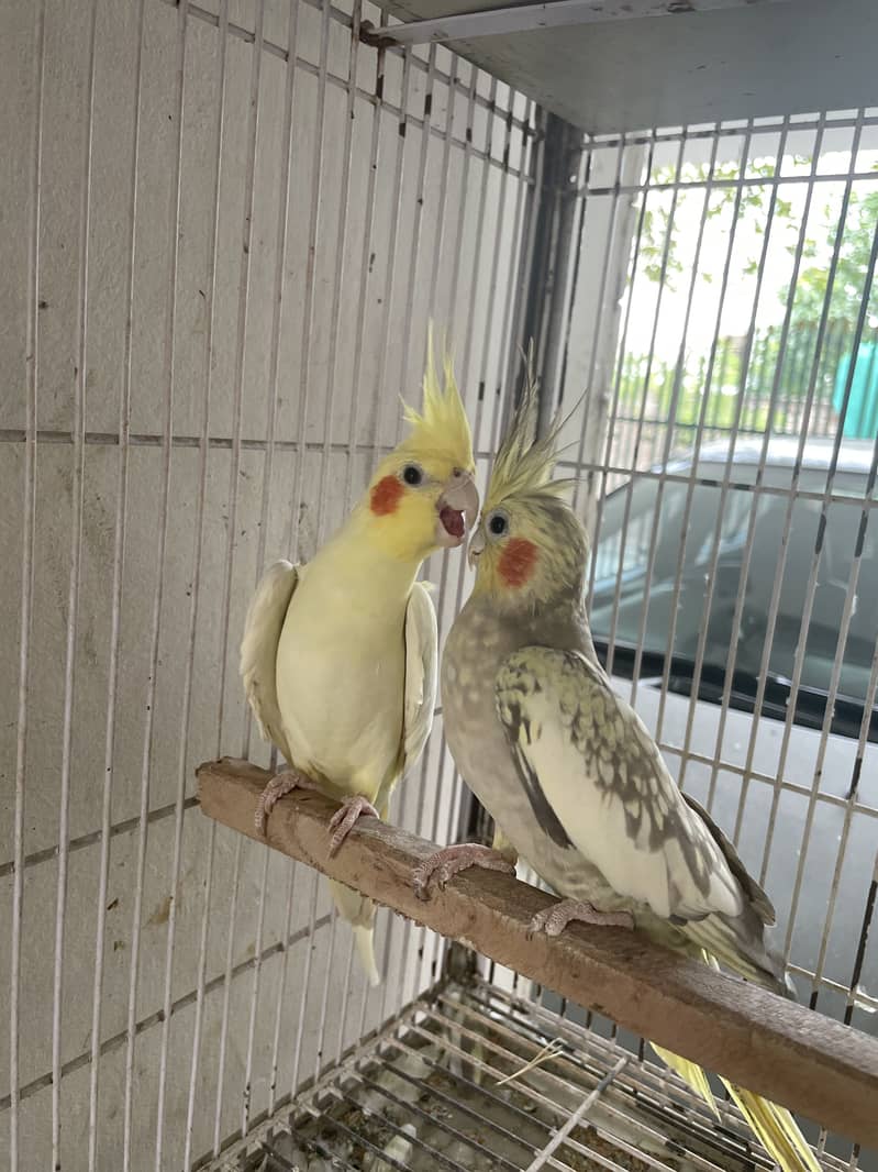 Breeder pair 2
