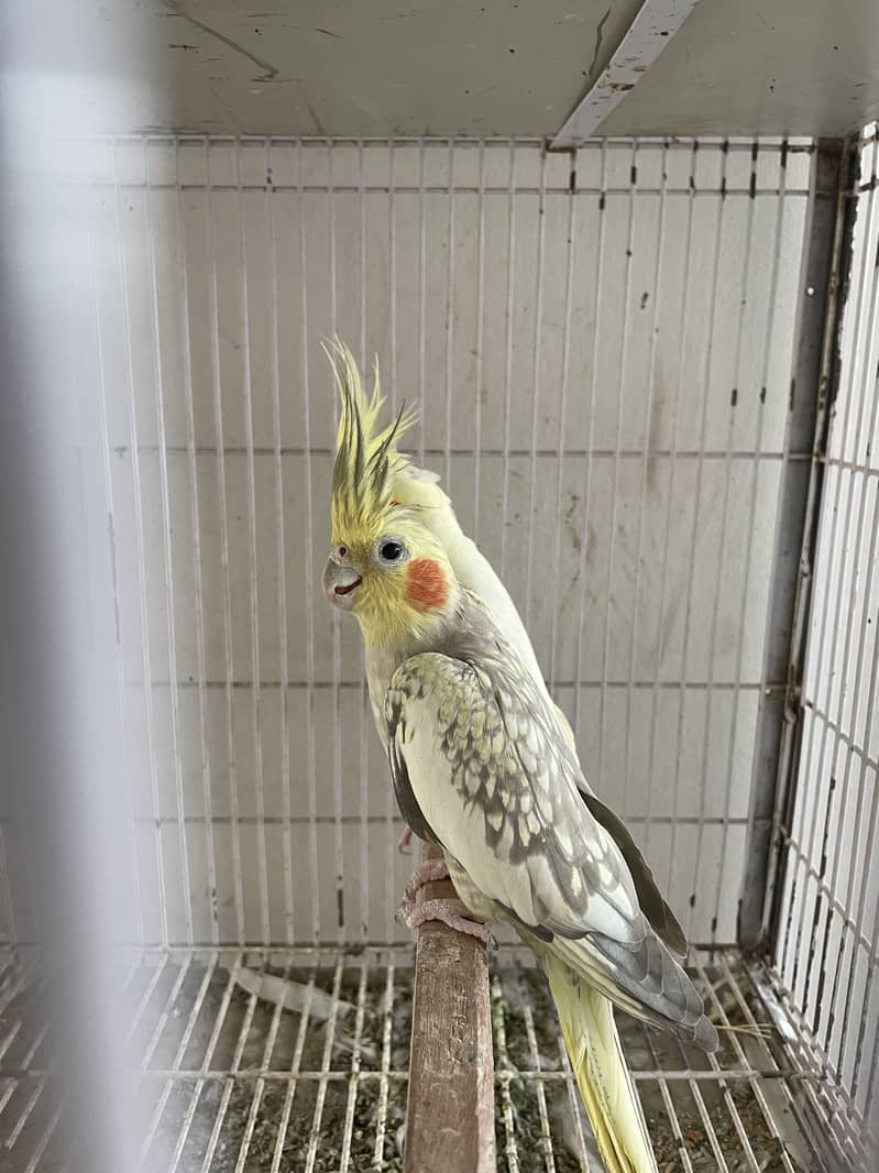 Breeder pair 3