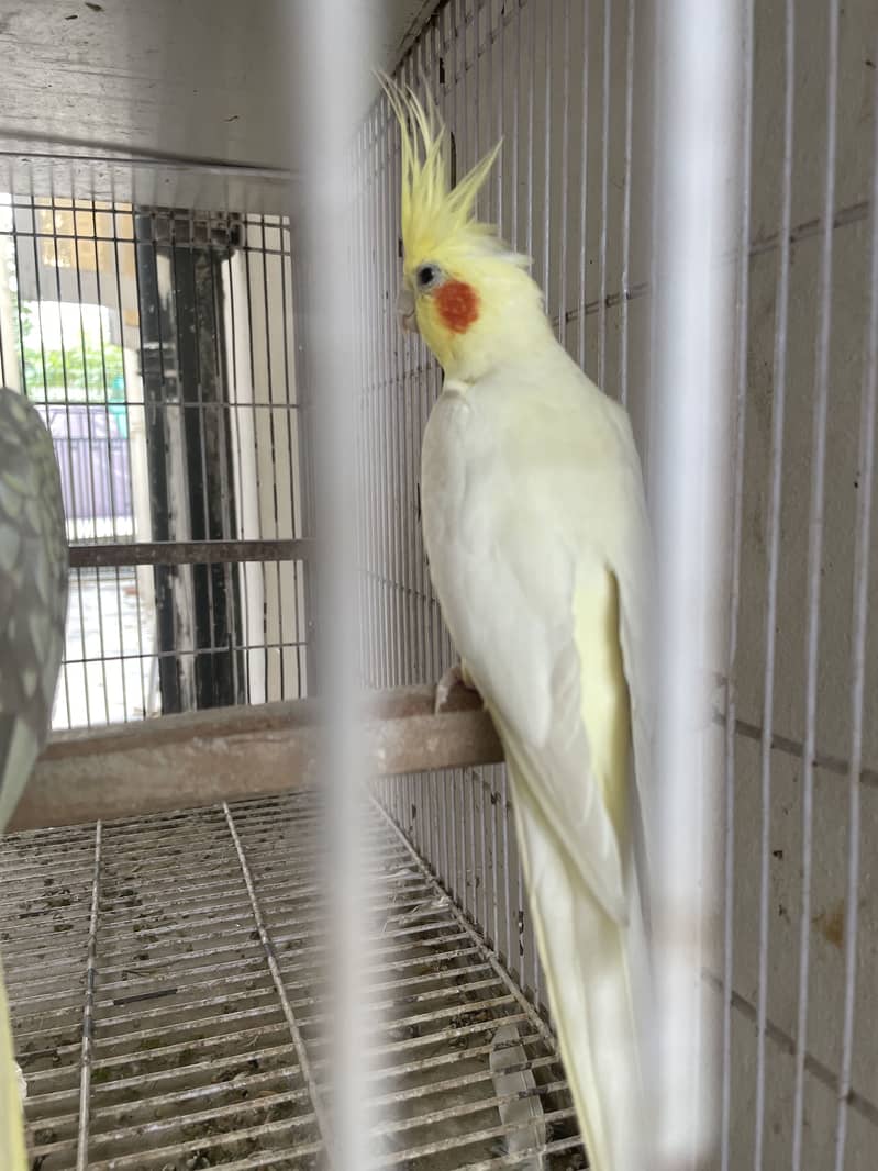 Breeder pair 4