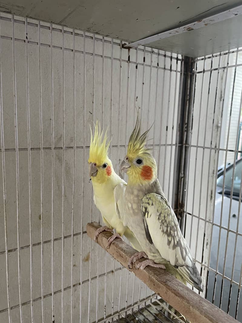 Breeder pair 5