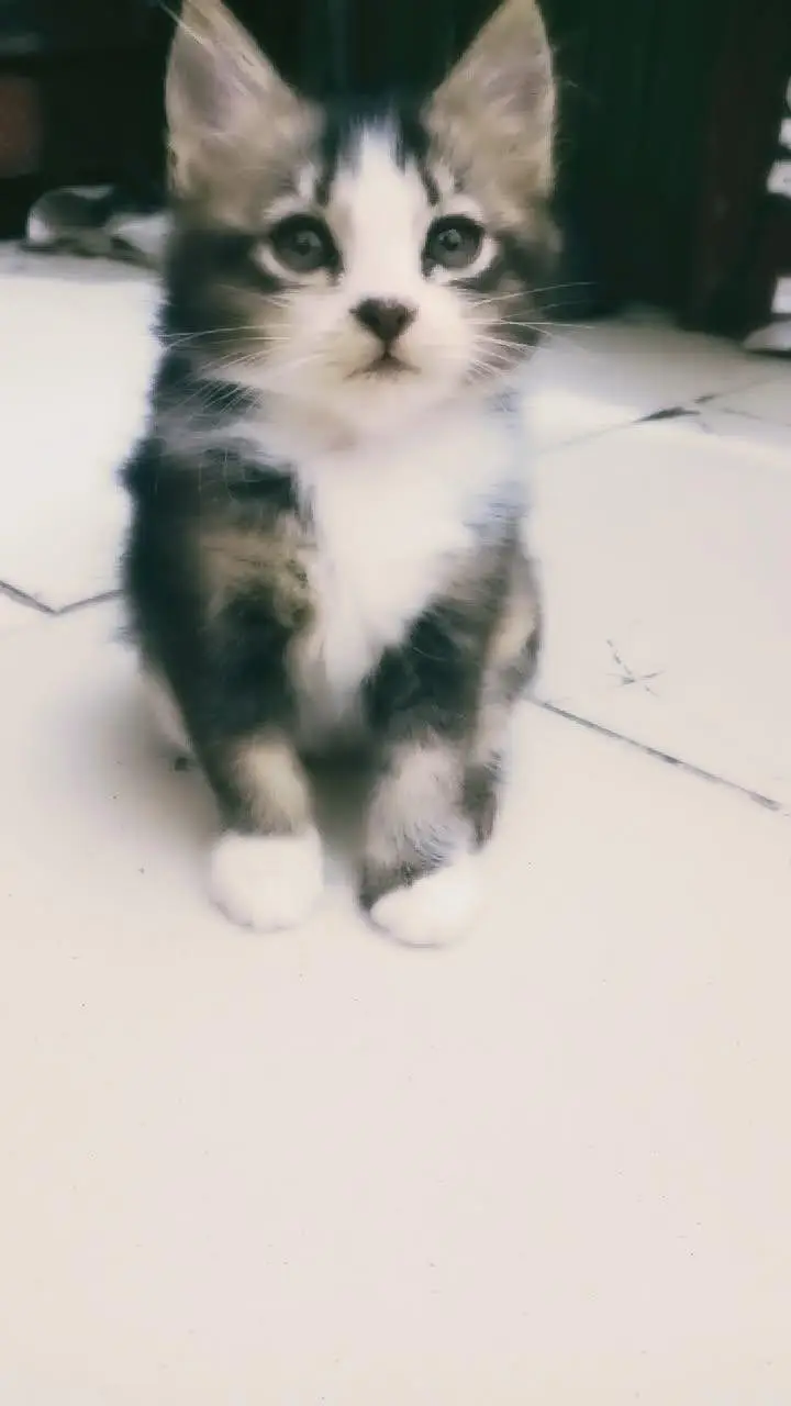 Baby cat Maine Coon breed — photo 2