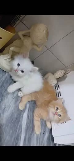 Parsian kittens