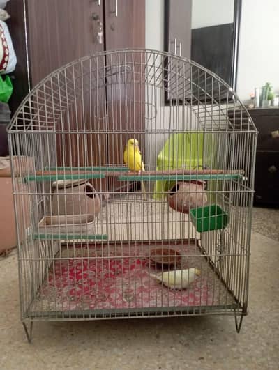 2 pair of parrots with cage