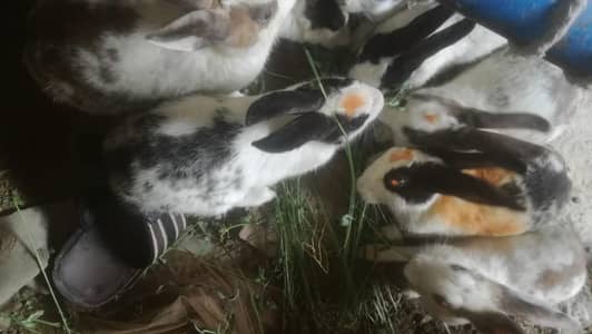 total 11 rabbits 9 female 2 male