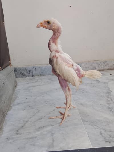 Aseel chicks in top quality