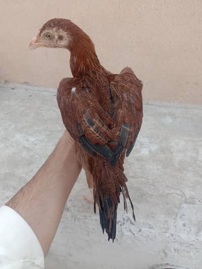 aseel Sindhi pathi for sale 03224186572