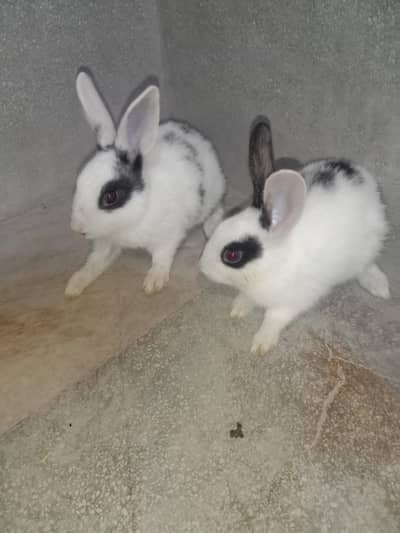 rabbit baby pair for sale 03224186572