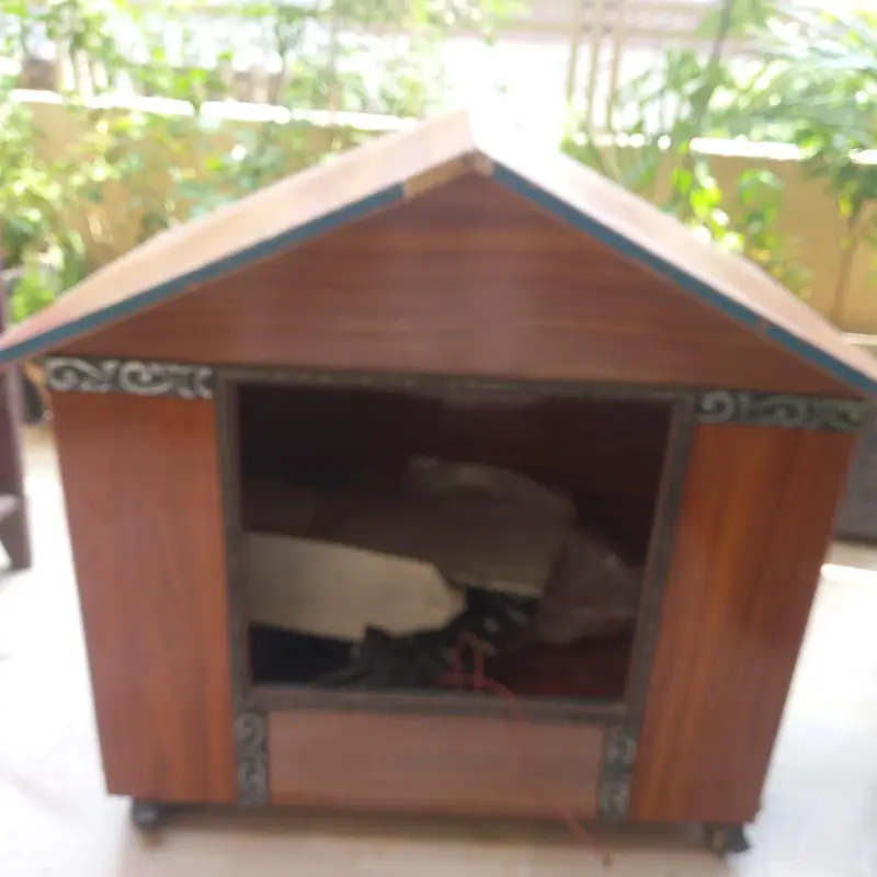 cat home