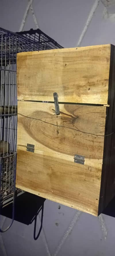 Ring neck and cocktail breeder pairs