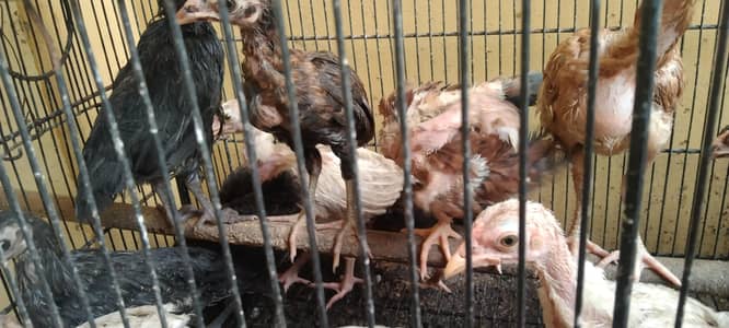 Aseel chicks for sale healthy and active