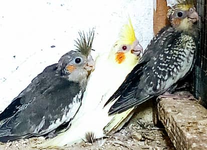 cocktail chick's