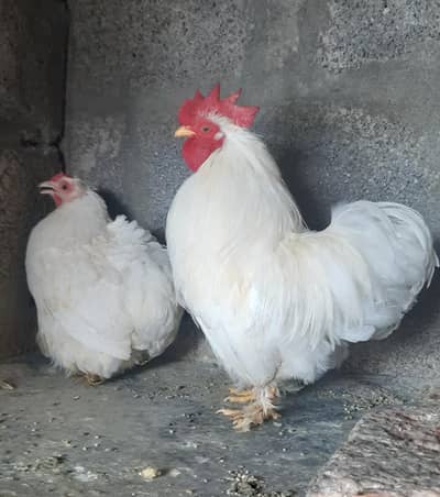 Bantam Pair, Chicks & Eggs Available