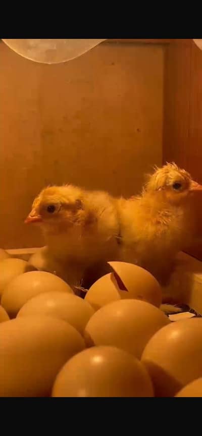 Golden heavy buff chicks