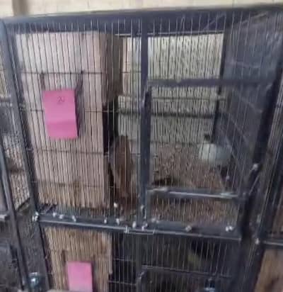 cages 2.5*2.5*3 and 3.5 10# wire folding and fixed location multan d