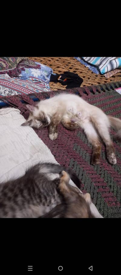 fully trained loving and caring cat available for sale or exchange