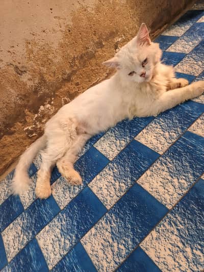 white male cats