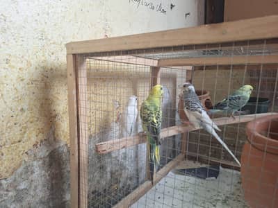 Australian parrots