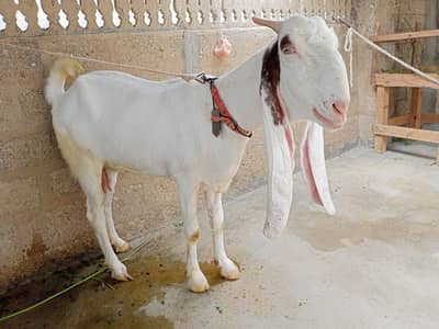 gulabi bakri sale