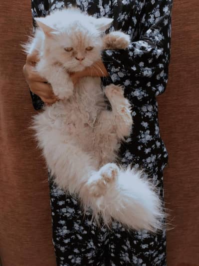 Persian Male female cat