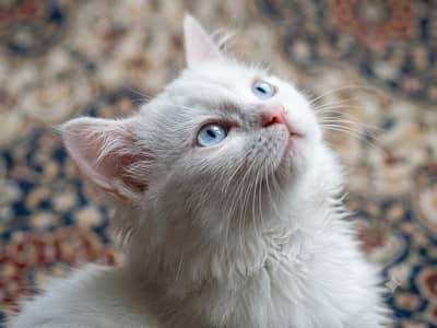 Long Coat Himalayan Kittens – Only 1 pair left