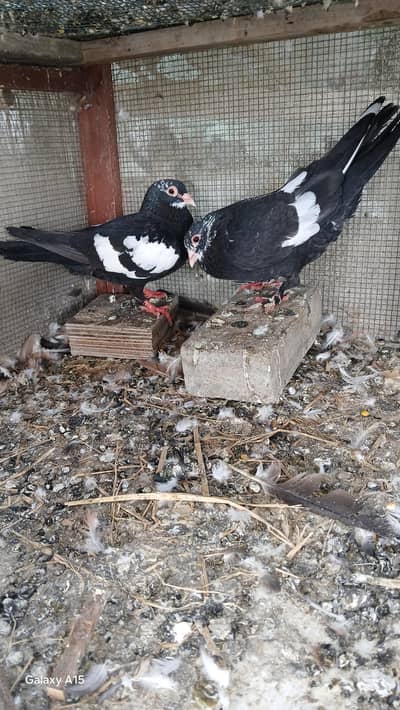 Black mainadag gandedar pair