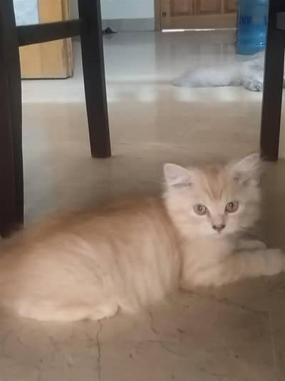 persian cats and kittens