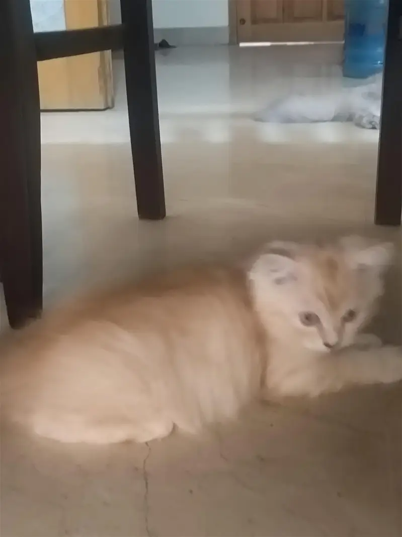 persian cats and kittens — photo 2