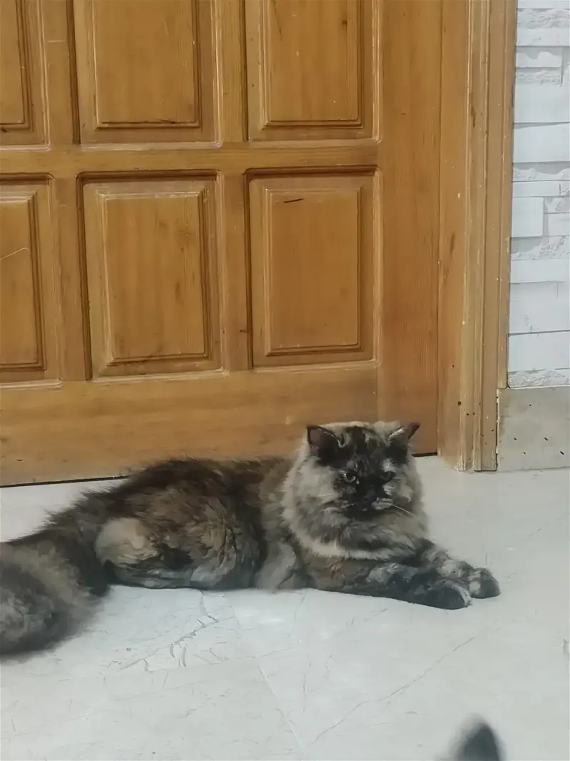 persian cats and kittens — photo 3