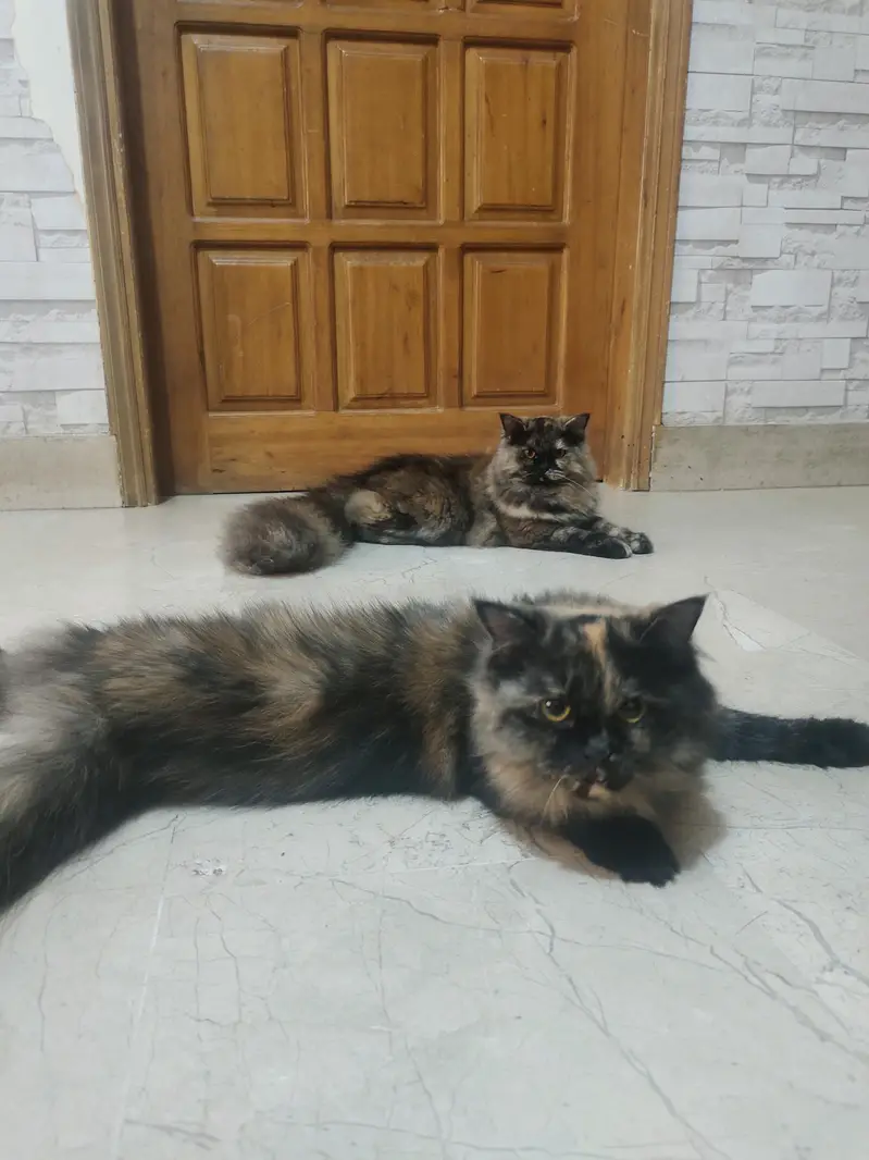 persian cats and kittens — photo 4