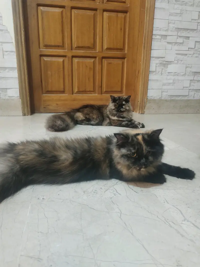 persian cats and kittens — photo 5