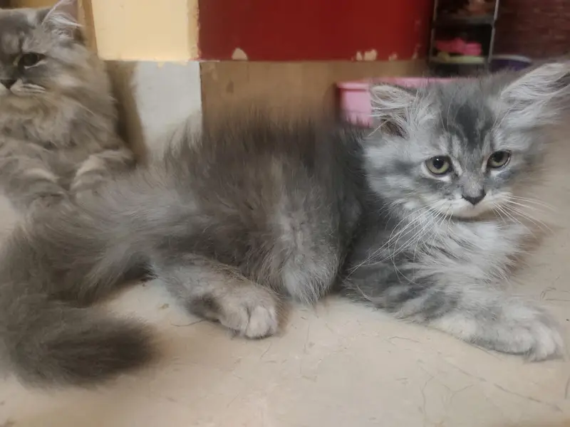 persian cats and kittens — photo 6