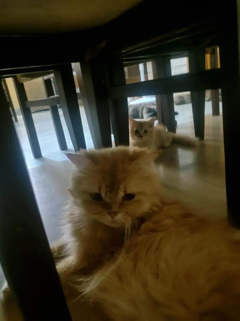 persian cats and kittens — photo 7