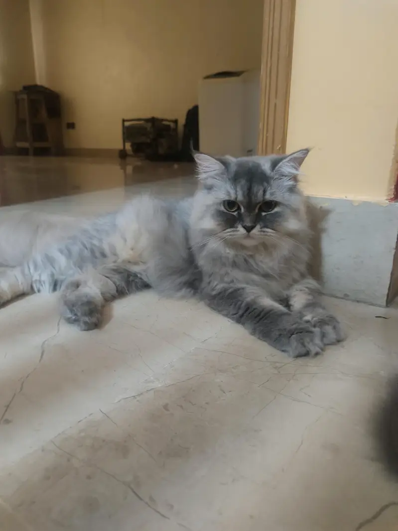 persian cats and kittens — photo 8