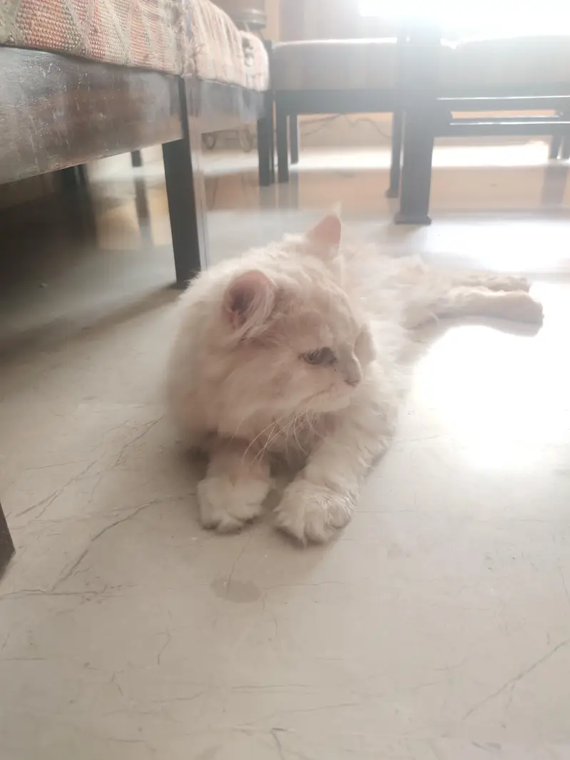 persian cats and kittens — photo 9