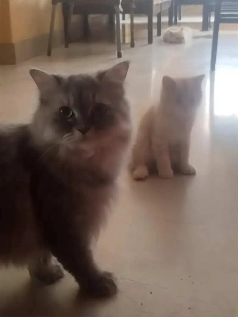 persian cats and kittens — photo 10