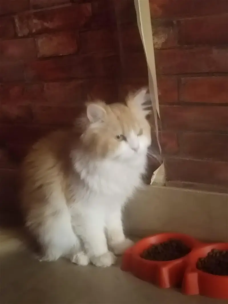 persian cats and kittens — photo 11
