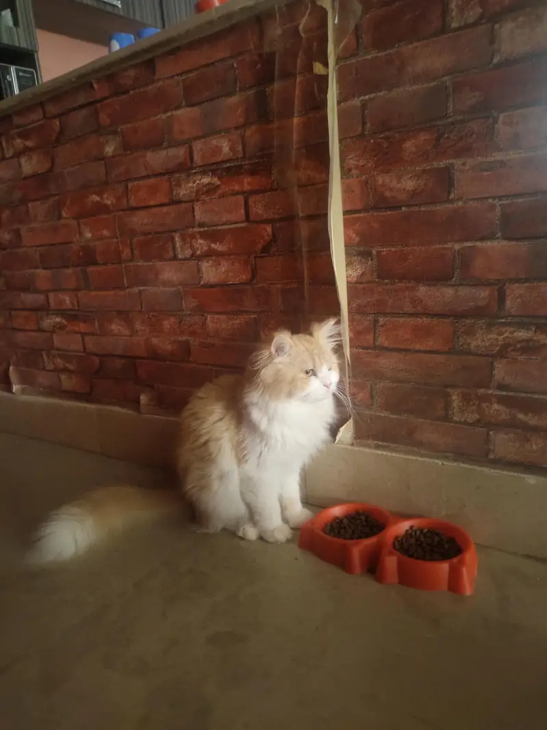 persian cats and kittens — photo 12