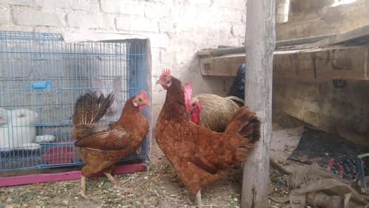 egg laying hens for sale