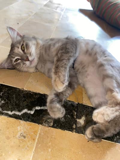 Persian home cat for sale