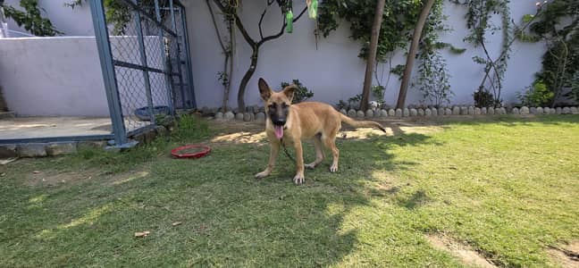 belgian malinoise female