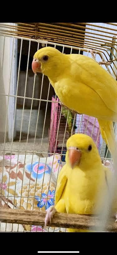 Yellow Chicks