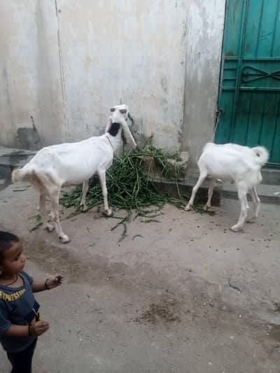 1 bakri with 6 month kid
