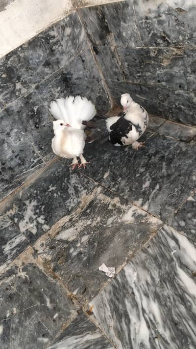 Lakay Kbooter Jora for sale. Ready for Breed