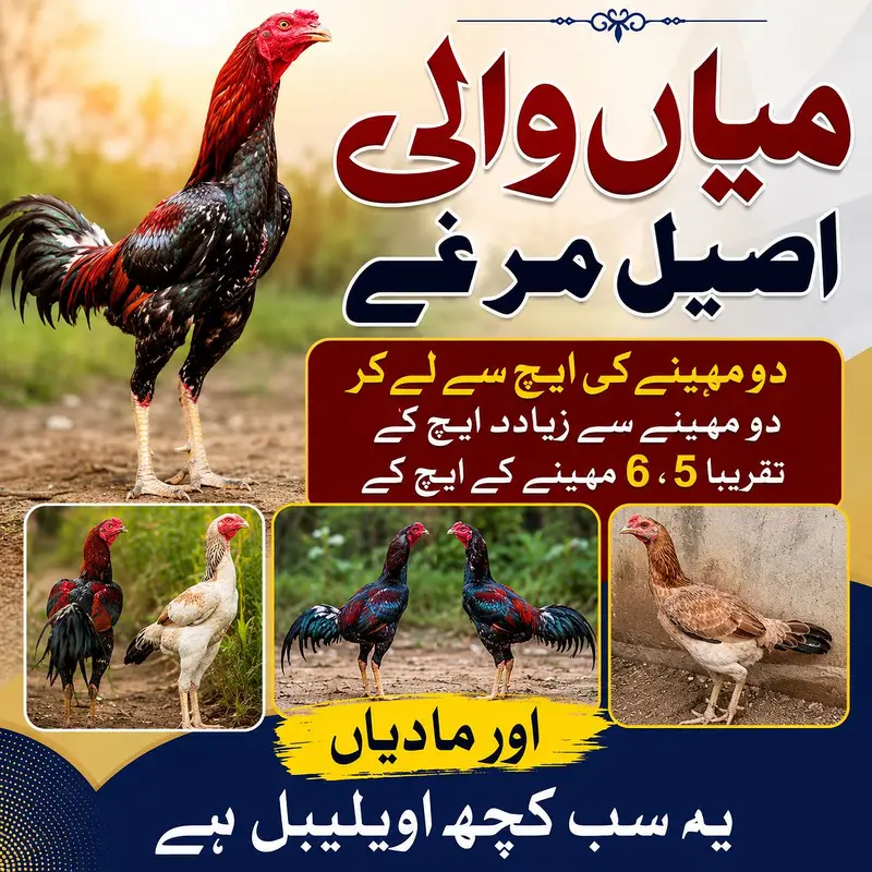 Pure mianwali breed