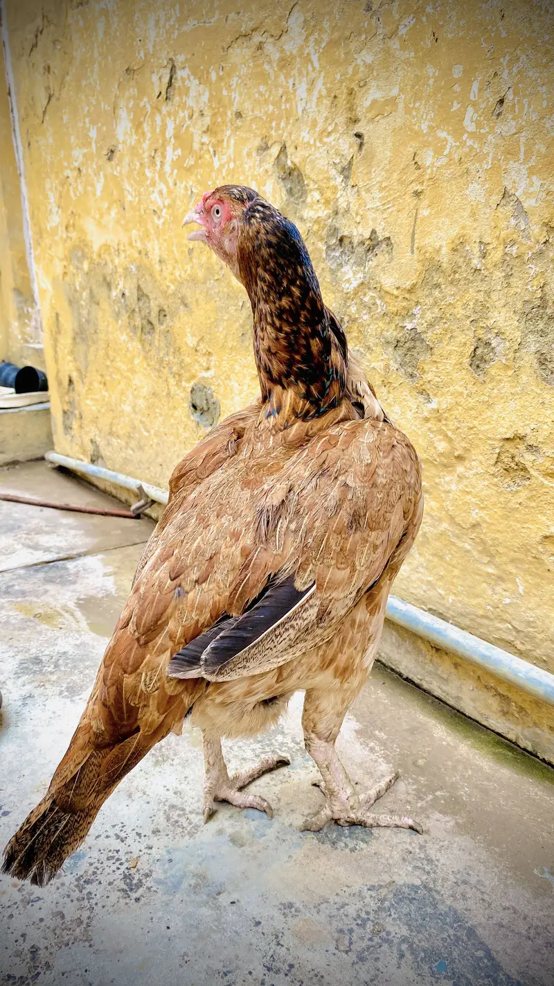 Pure mianwali breed — photo 2