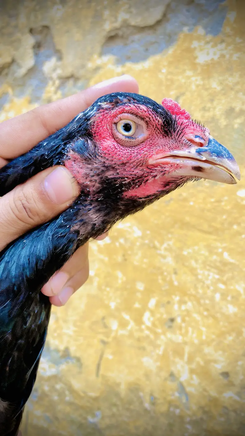 Pure mianwali breed — photo 3