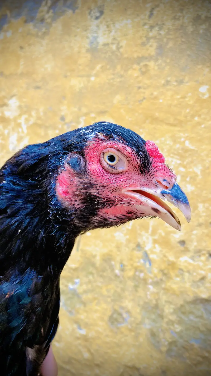 Pure mianwali breed — photo 5
