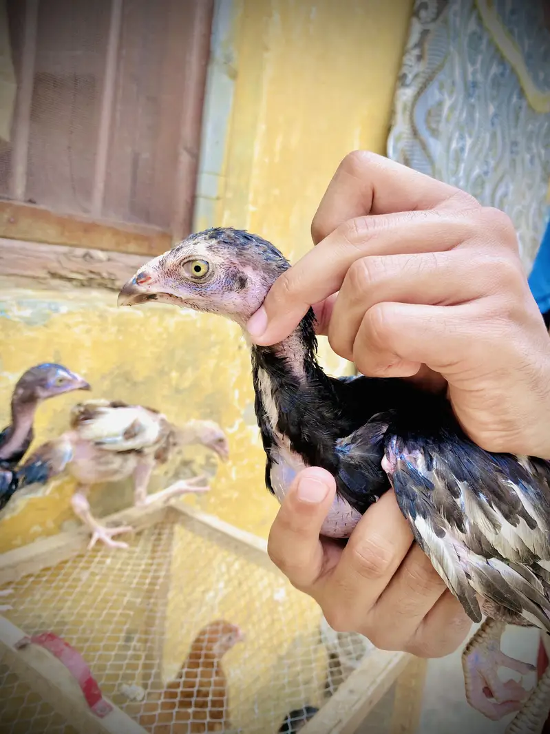 Pure mianwali breed — photo 6